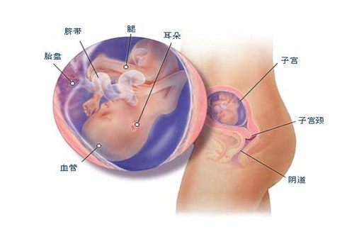 五个月胎儿发育标准详解